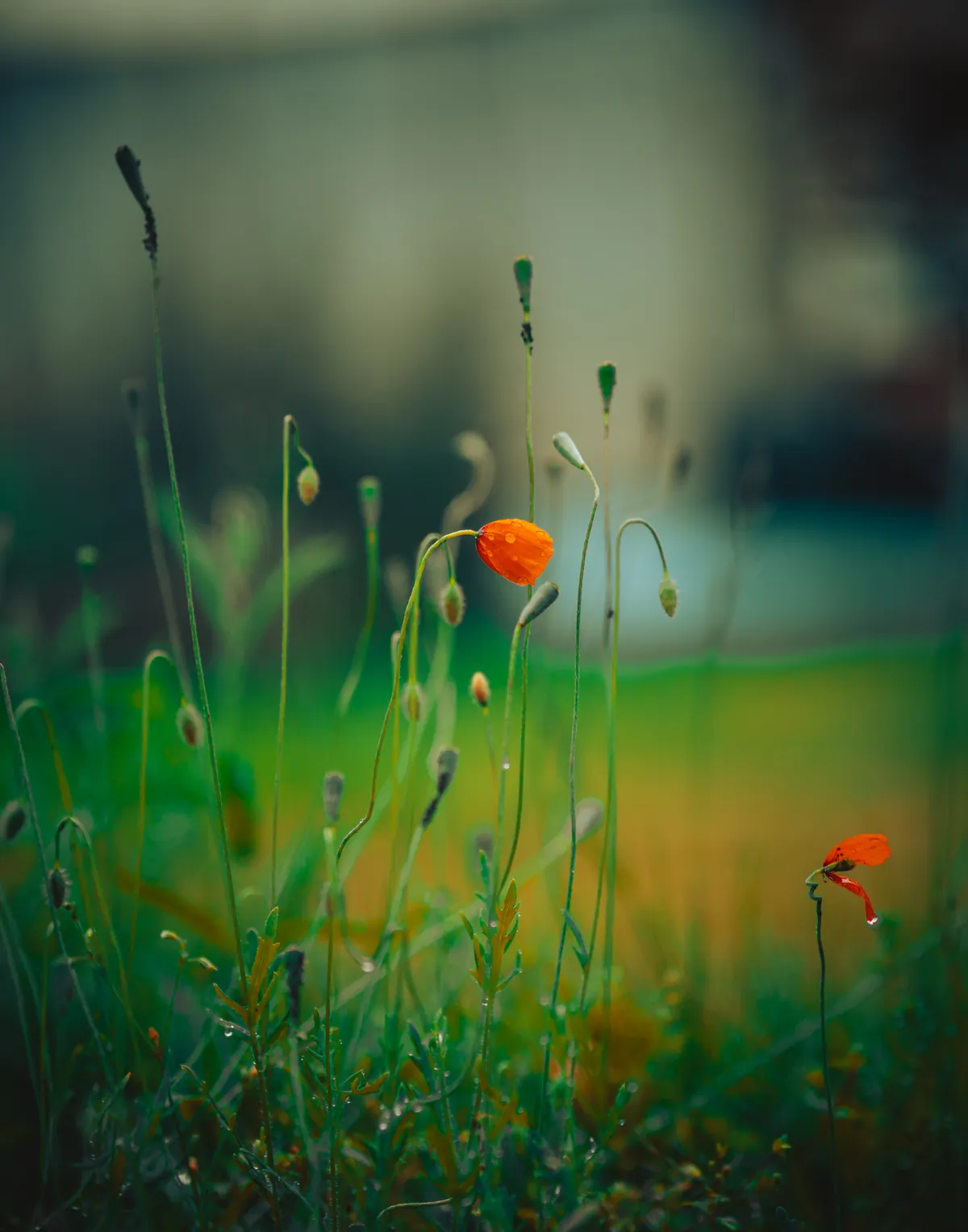 Nature Photography